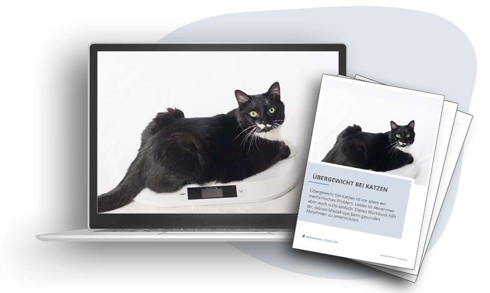 Produktabbildung: Laptop mit Katze auf Waage und ausgedruckte Kursunterlagen zum Videokurs