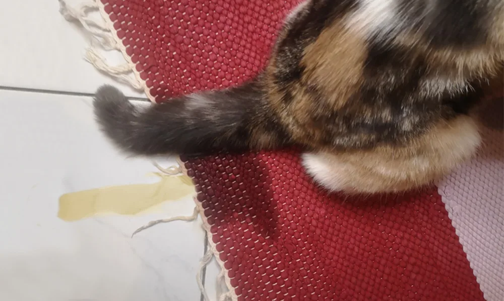 Getigerte Katze markiert nasses rotes Handtuch, Unsauberkeit-Problem