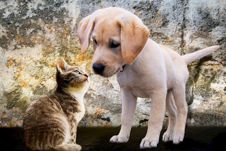 Vermisste Tiere Spezial – Videokurs zur Tierkommunikation