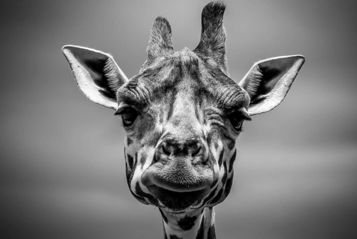 Schwarzweiß-Porträt eines Giraffen-Kopfes frontal