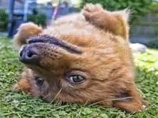 Nahaufnahme Chow-Chow-Kopf von oben, flauschiger Hund im Garten