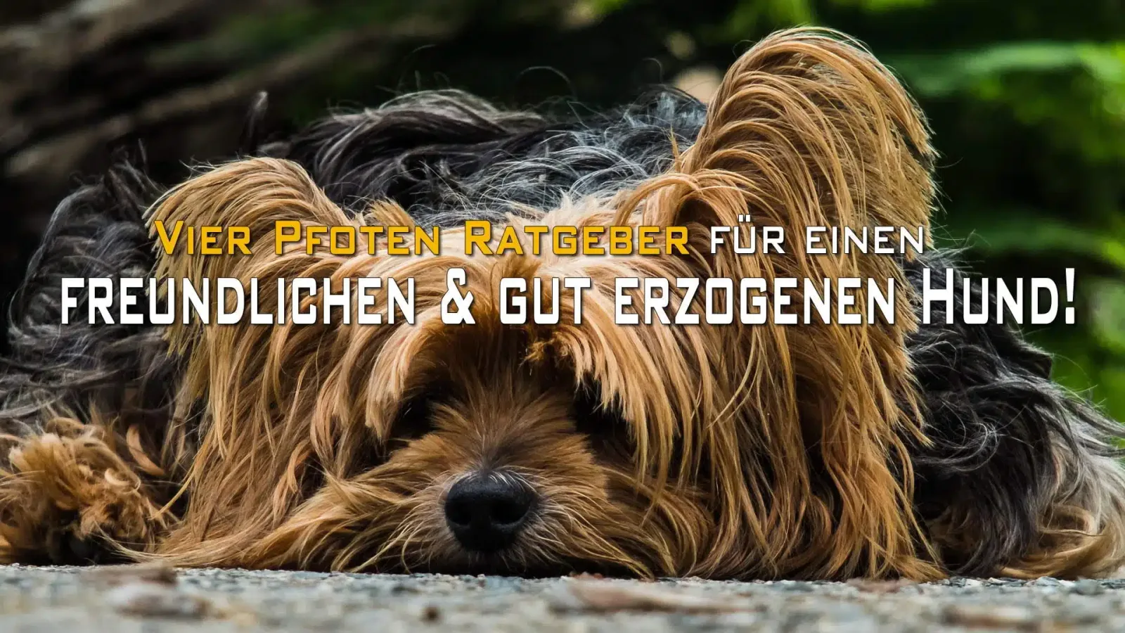 Zwei braun-weiße Hunde mit langem Fell auf Stein, Textoverlay über Hunde hinweg