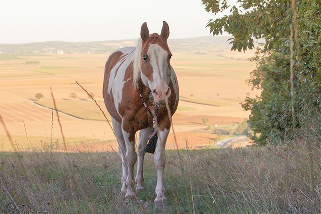 Brauner Warmblüter mit weißer Blesse auf Feldweg vor Landschaftspanorama