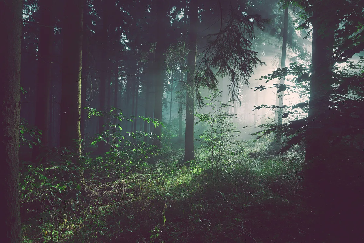 Mystischer Wald mit Nebel, grünem Licht und dichter Vegetation, atmosphärische Naturaufnahme