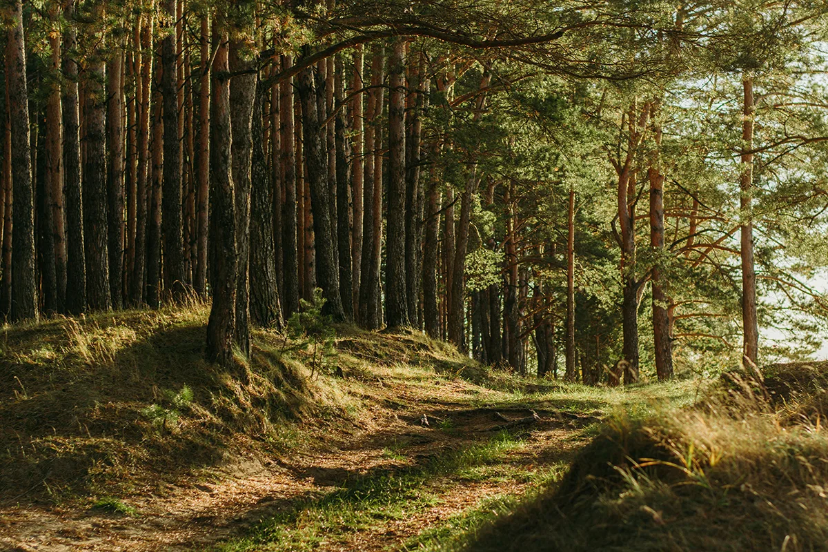 Waldweg mit Nadelbäumen in sonniger Atmosphäre, Natur als Heiltherapeut