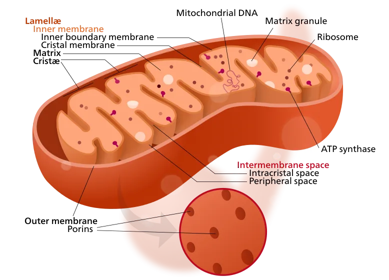 Wissenschaftliche Illustration einer Mitochondrie mit Beschriftungen