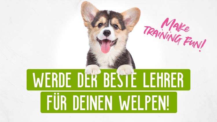 Corgi-Welpe mit Text "WERDE DER BESTE LEHRER FÜR DEINEN WELPEN!" und "Make Training Fun!" in grünen und pink Elementen