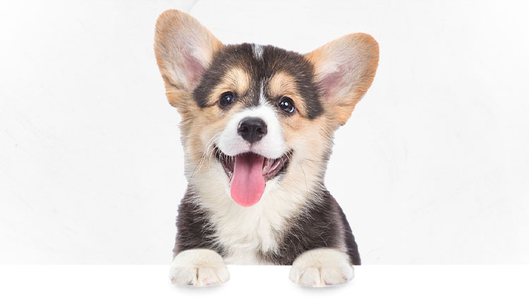 Fröhlicher Corgi-Welpe mit Zunge heraus, braun-weiße Färbung, auf weißem Hintergrund