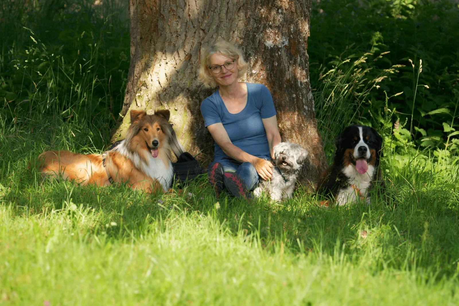 Frau mit Brille sitzt unter großem Baum mit drei Hunden – Collie, Mischling und Bernersennenhund
