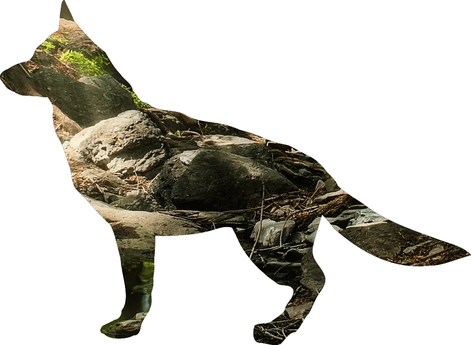 Doppelbelichtung: stehender Hund mit Waldlandschaft fusioniert