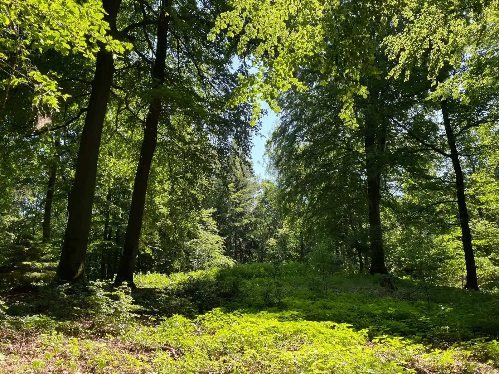 Grüner Wald mit Baumstämmen und durchfallenden Lichtstrahlen zwischen Blättern