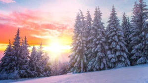 Schneebedeckter Wald bei Sonnenaufgang mit rosa-goldenem Himmel, Winterlandschaft mit Fichten