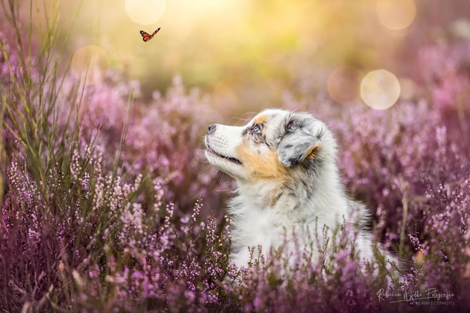 Tricolor Hund in Lavendelfeld mit Schmetterling, bunte Blütenlandschaft