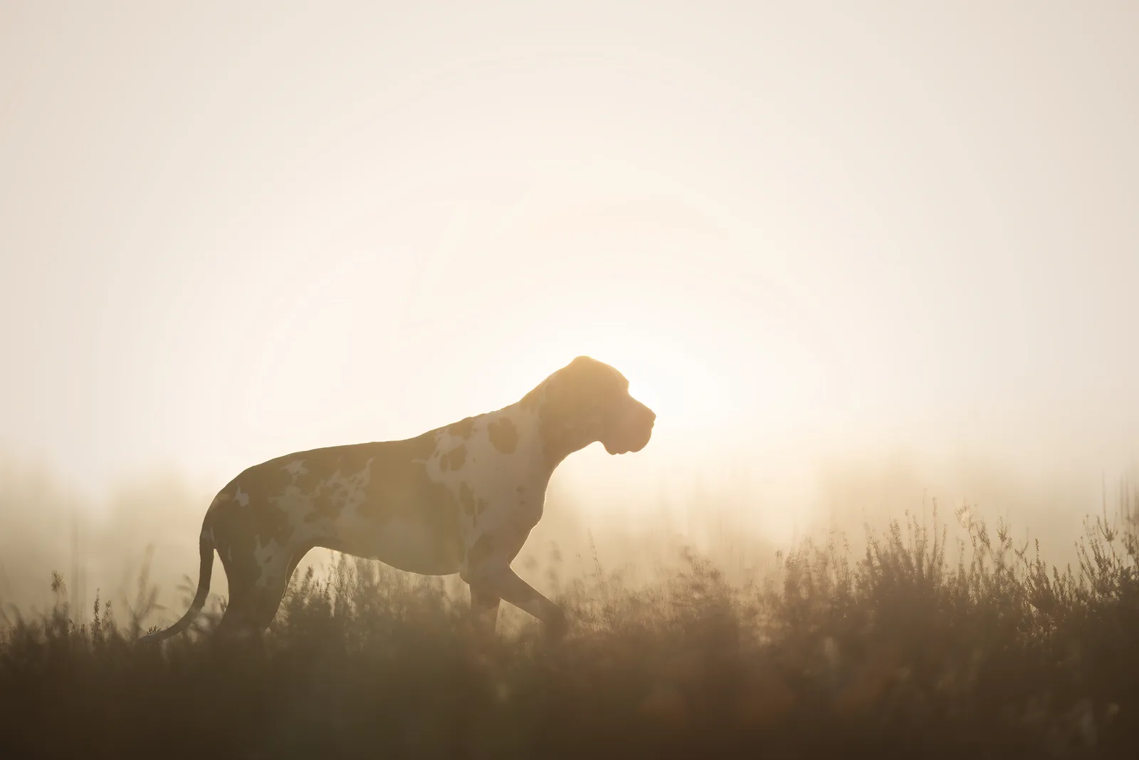 Gelber Labrador Hund als Silhouette im Nebel, minimalistisches Porträt