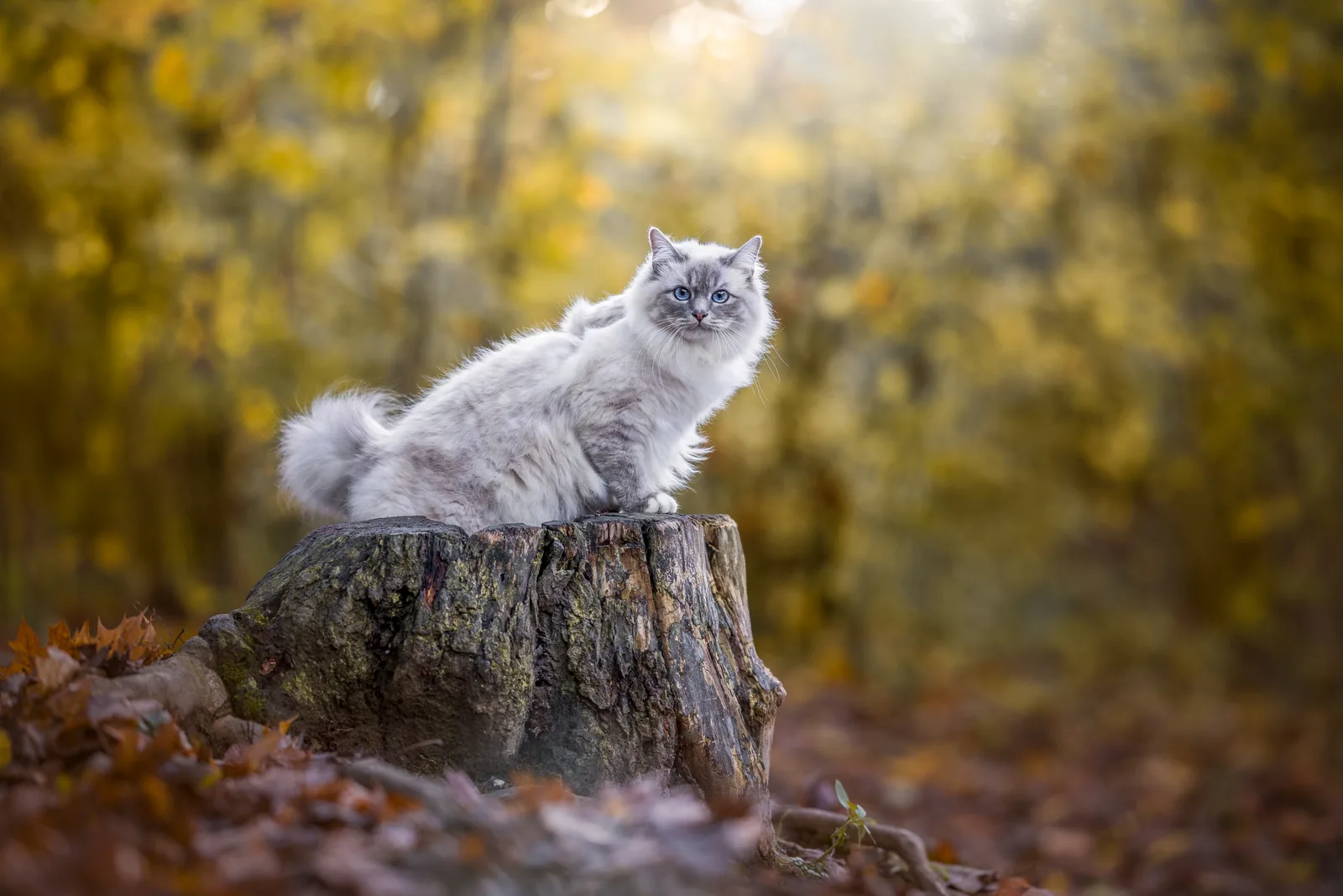 Grau-weiße Katze auf Baumstumpf, unscharfer gelber Hintergrund