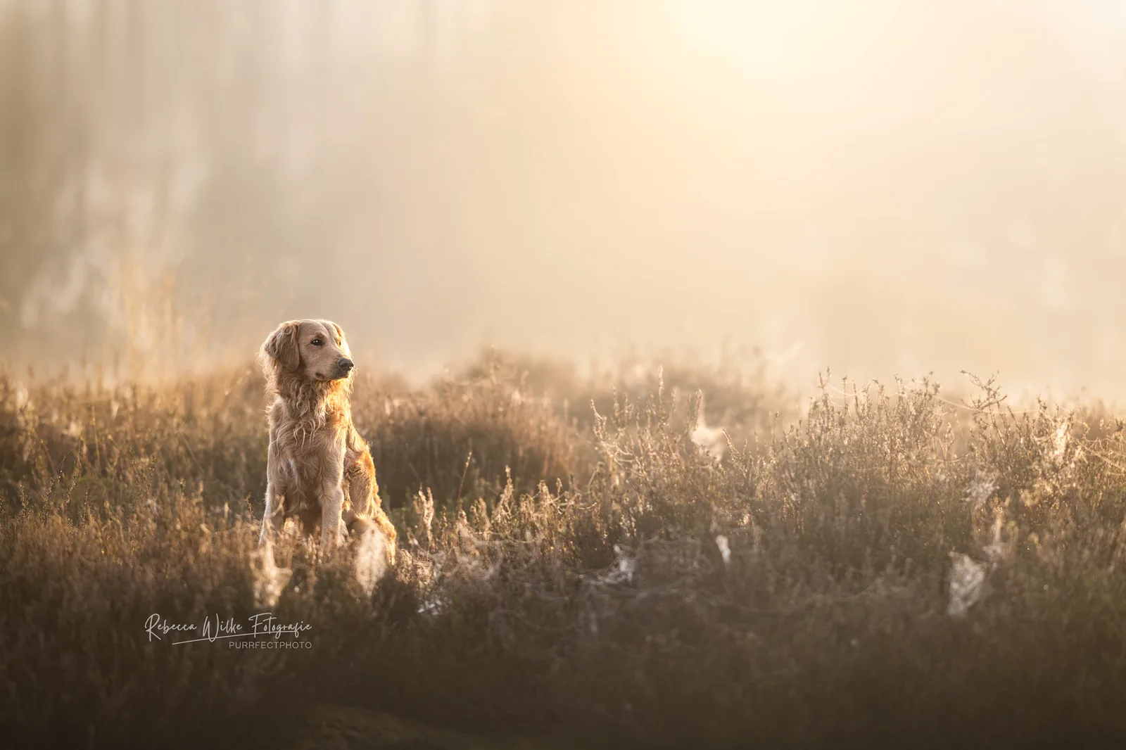 Golden Retriever Hund in nebligem Feld bei Sonnenaufgang, Silhouette