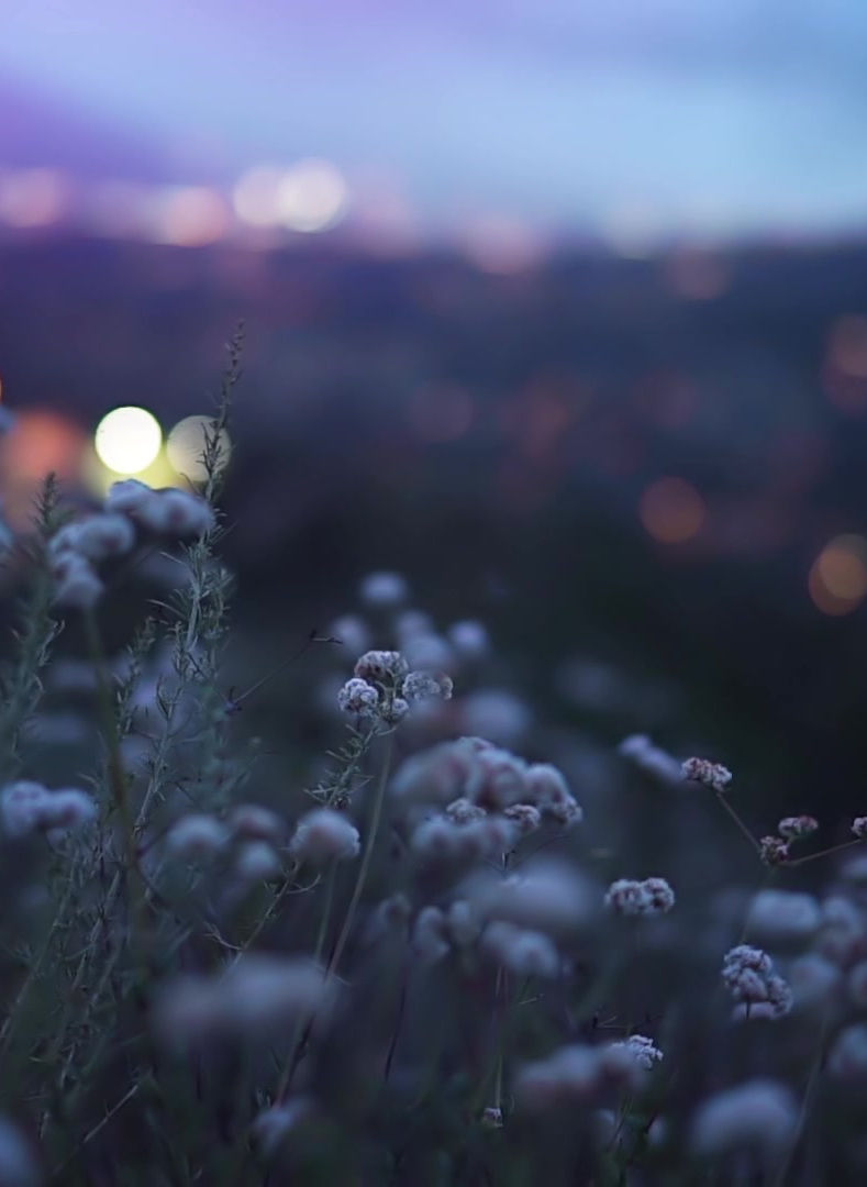 Verschwommene Nachtlandschaft mit Wildkräutern im Fokus und Vollmond am Horizont