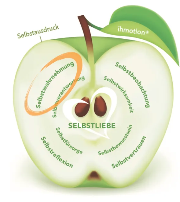Apfelmodell zur Selbstwahrnehmung im Kurs Zurück zu Dir