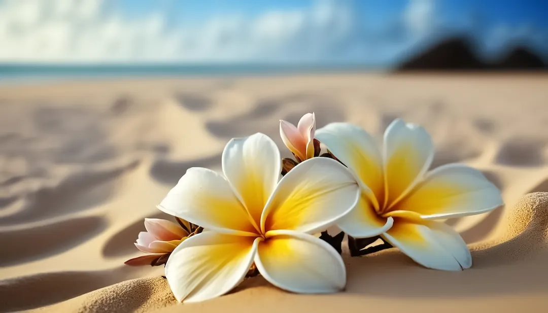 Weiße und gelbe Plumeria-Blüten auf feinem Sand mit Strand und Meer im Hintergrund