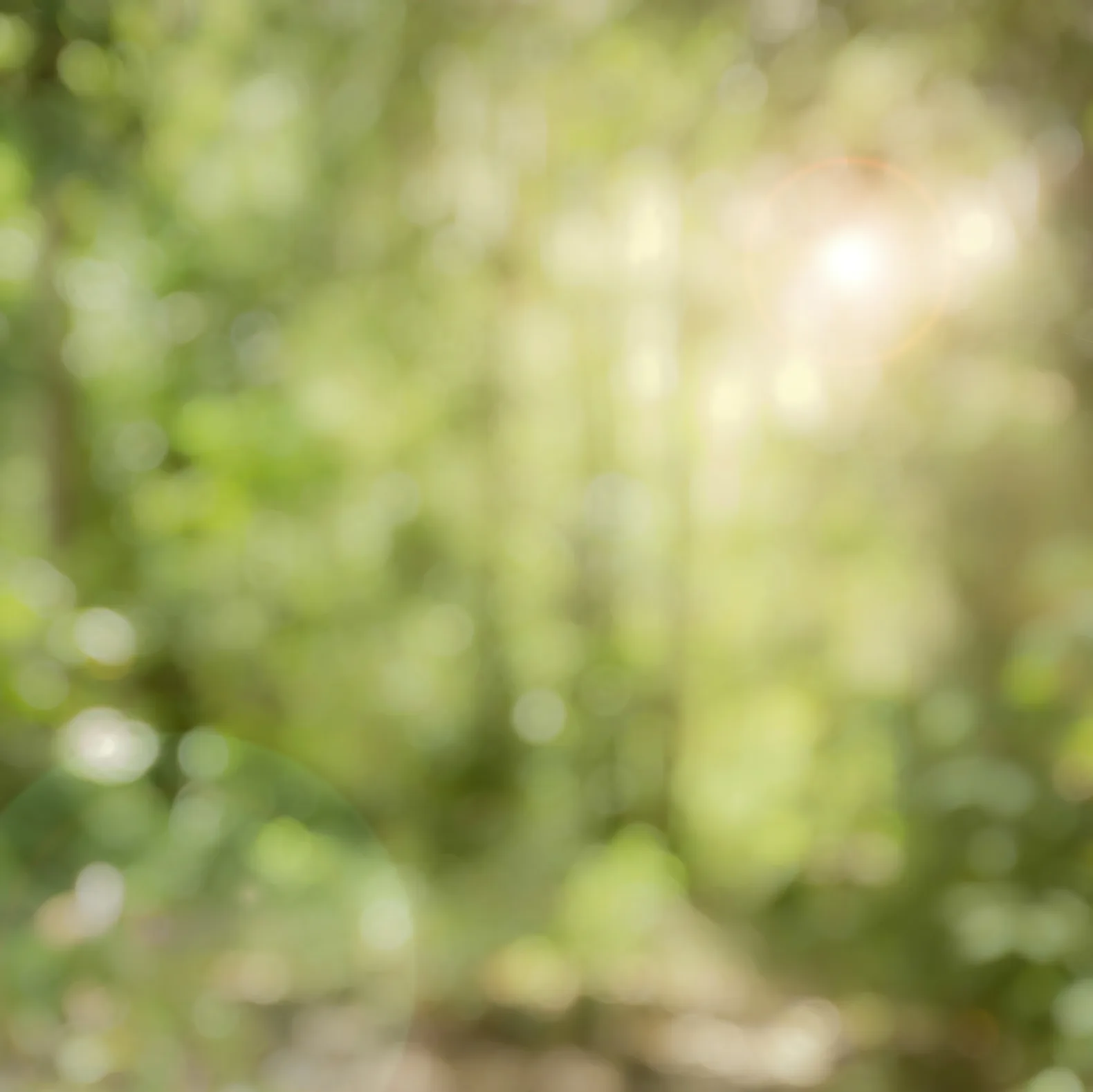 Unscharfer Wald-Bokeh-Hintergrund mit grünen und gelben Farbtönen, Licht durch Blätter