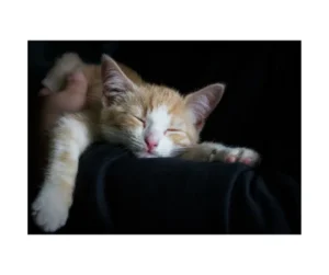 Entspannte orange-weiße Katze liegt auf schwarzem Untergrund, Magenprobleme Ratgeber