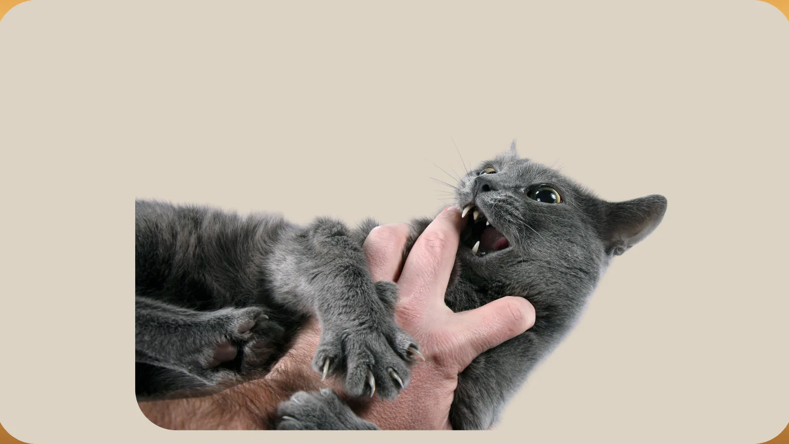 Grauer Kater wird von Händen gehalten und zeigt aggressives Verhalten mit offenem Maul