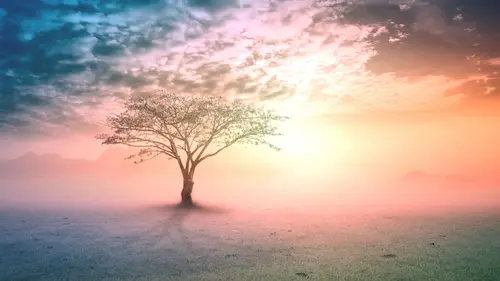Einzelner Baum bei Sonnenaufgang in rosa und orange gefärbter Landschaft, symbolisiert Heilung und Neuanfang