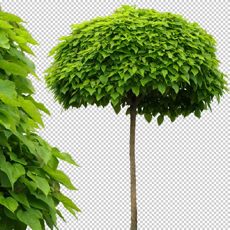 Einzelner grüner Baum mit dichtem Blattwerk und transparentem Hintergrund, Blattdetails sichtbar