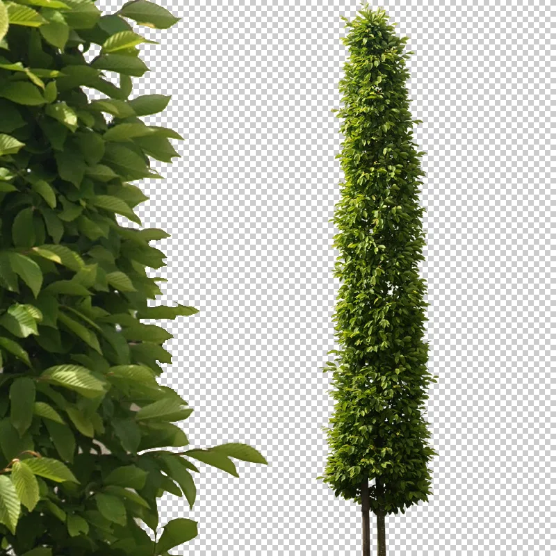 Hochgewachsener schmaler grüner Baum mit feinen Blättern vor transparentem Gitterhintergrund