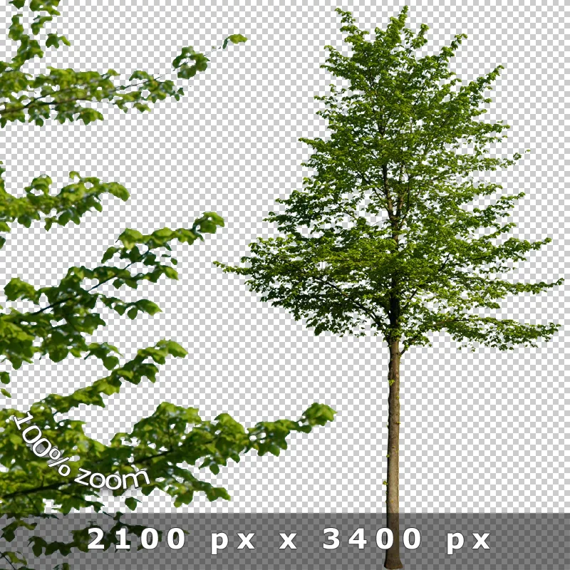 Schlanker Baum mittlerer Höhe vor transparentem Hintergrund mit grünem Laubwerk, 100% Zoom, 2100 × 3400 px