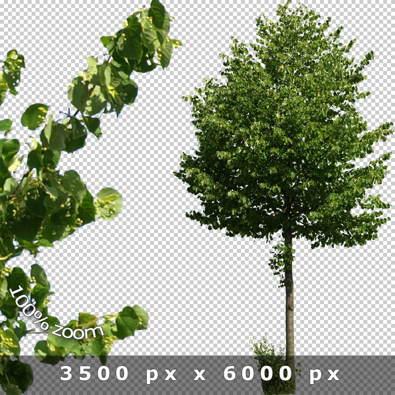Vollständiger Baum mit grünem Laub und Vordergrund-Detailast vor transparentem Hintergrund, 3500 × 6000 px
