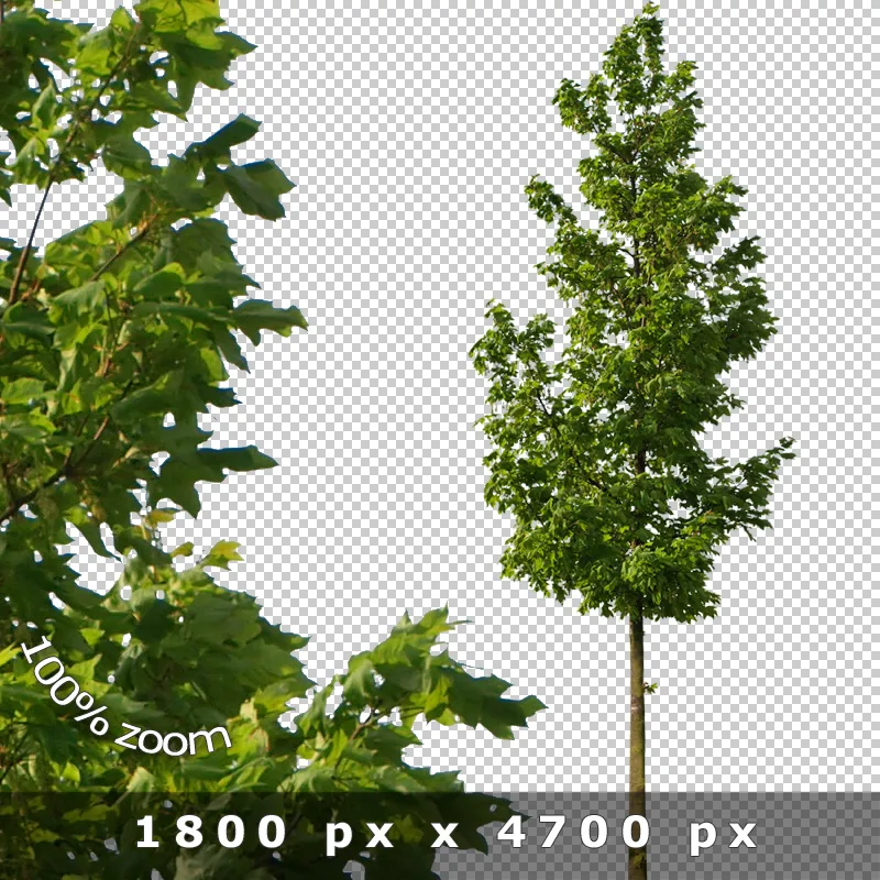 Einzelner Baum mit feinem Laubwerk und Vordergrund-Blättern vor transparentem Hintergrund, 1800 × 4700 px