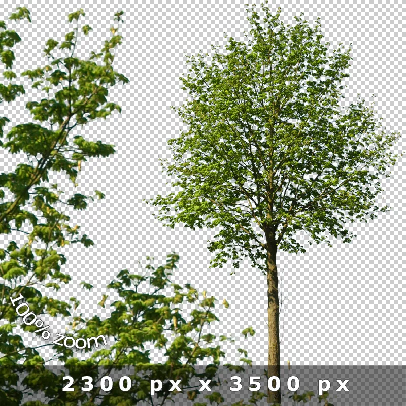 Schlanker Baum mit Astwerk und Vordergrund-Laubdetail vor transparentem Hintergrund, 2300 × 3500 px