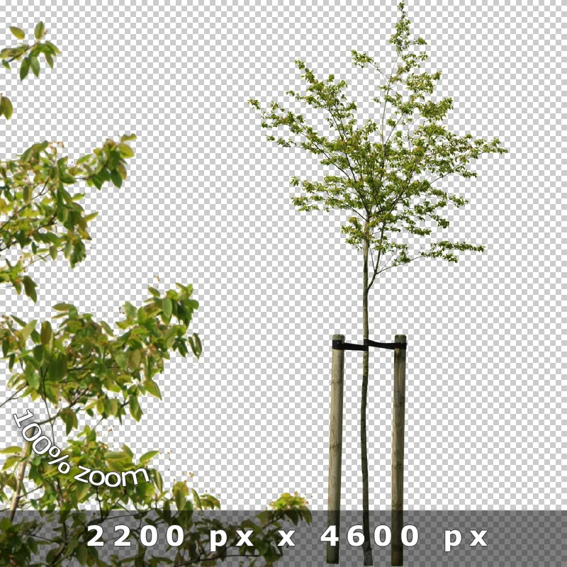 Junger Baum mit Stützgerüst vor transparentem Hintergrund, 8x Zoom, 2200 × 4600 px Auflösung