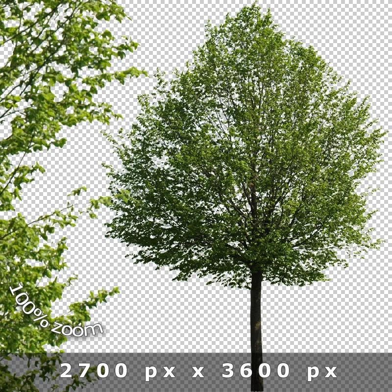 Mittelgroßer Laubbaum vor transparentem Hintergrund, 100% Zoom, 2700 × 3600 px Auflösung