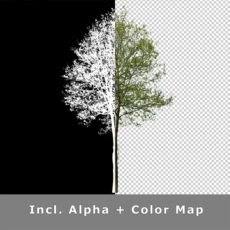 Baum mit Alpha-Kanal und Farbmaske – Split-View zeigt transparenten Freisteller und Farbkanal-Daten