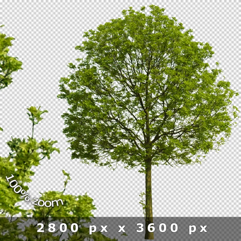 Hochauflösendes Freisteller-Bild eines Baumes mit Laubkrone und Stamm auf transparentem Hintergrund