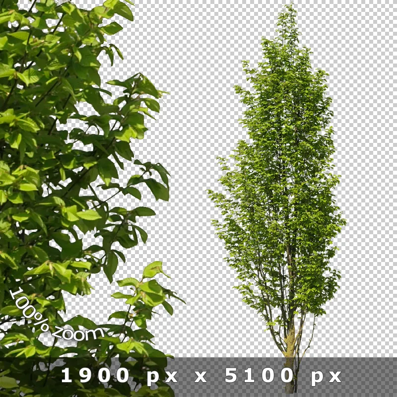 Schmalwüchsiger Spalierstrauch PNG mit Detailzoom und Blattstruktur auf transparentem Hintergrund