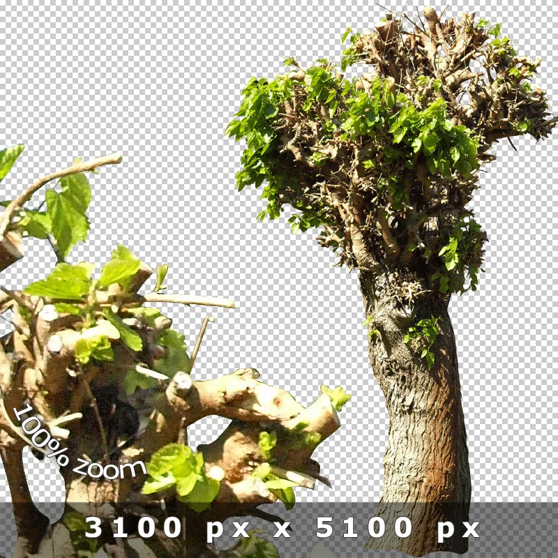 Alter Baum mit knorrigem Stamm und Laubwerk in hoher Auflösung PNG-Format