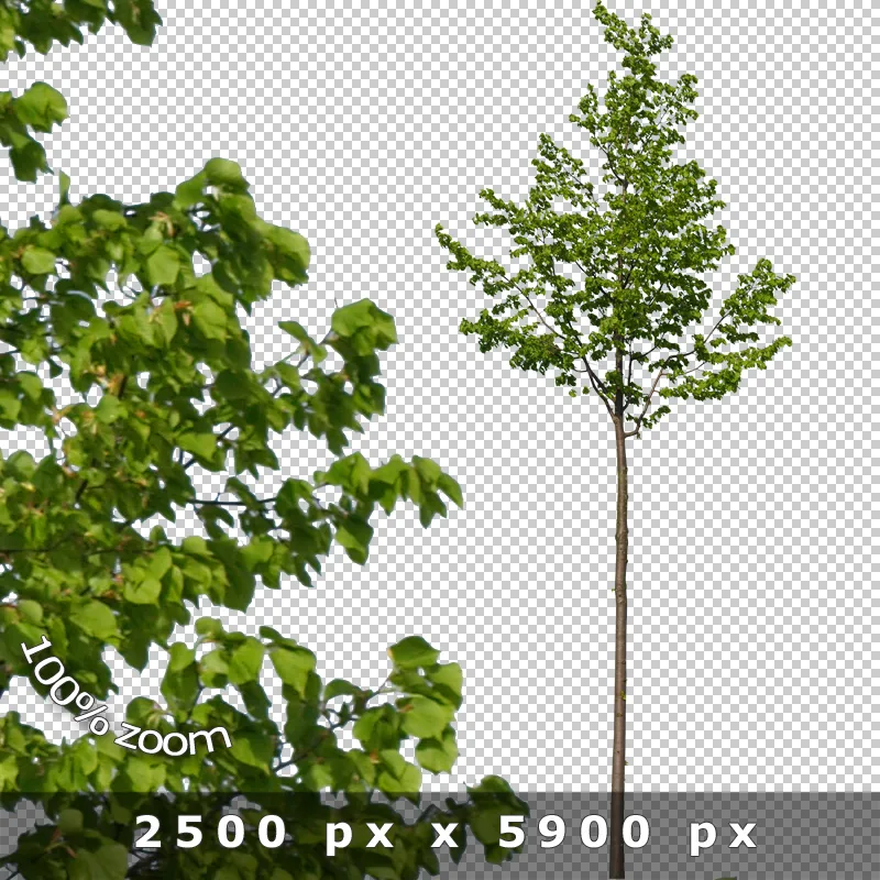 Jungbaum mit schlankem Wuchs und Detailzoom auf junge Blätter