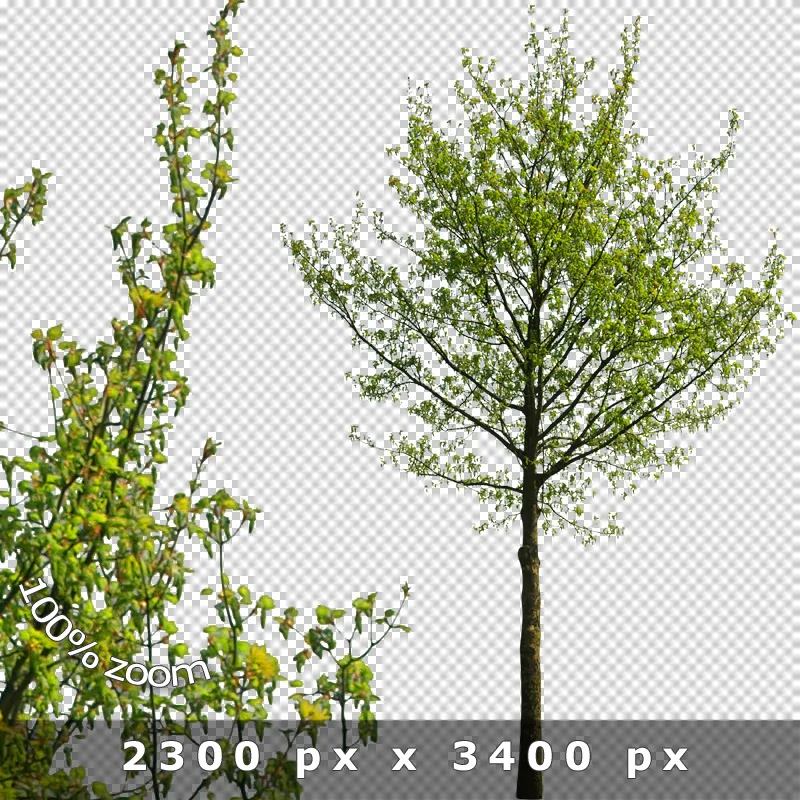 Kleiner Baum mit feinem Laubwerk und Detailzoom auf Blattstruktur in PNG-Format