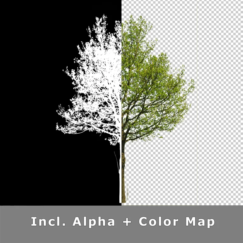 Einzelner Baum mit Alpha-Kanal und Farbmaske in schwarz-weiß und farbiger Darstellung