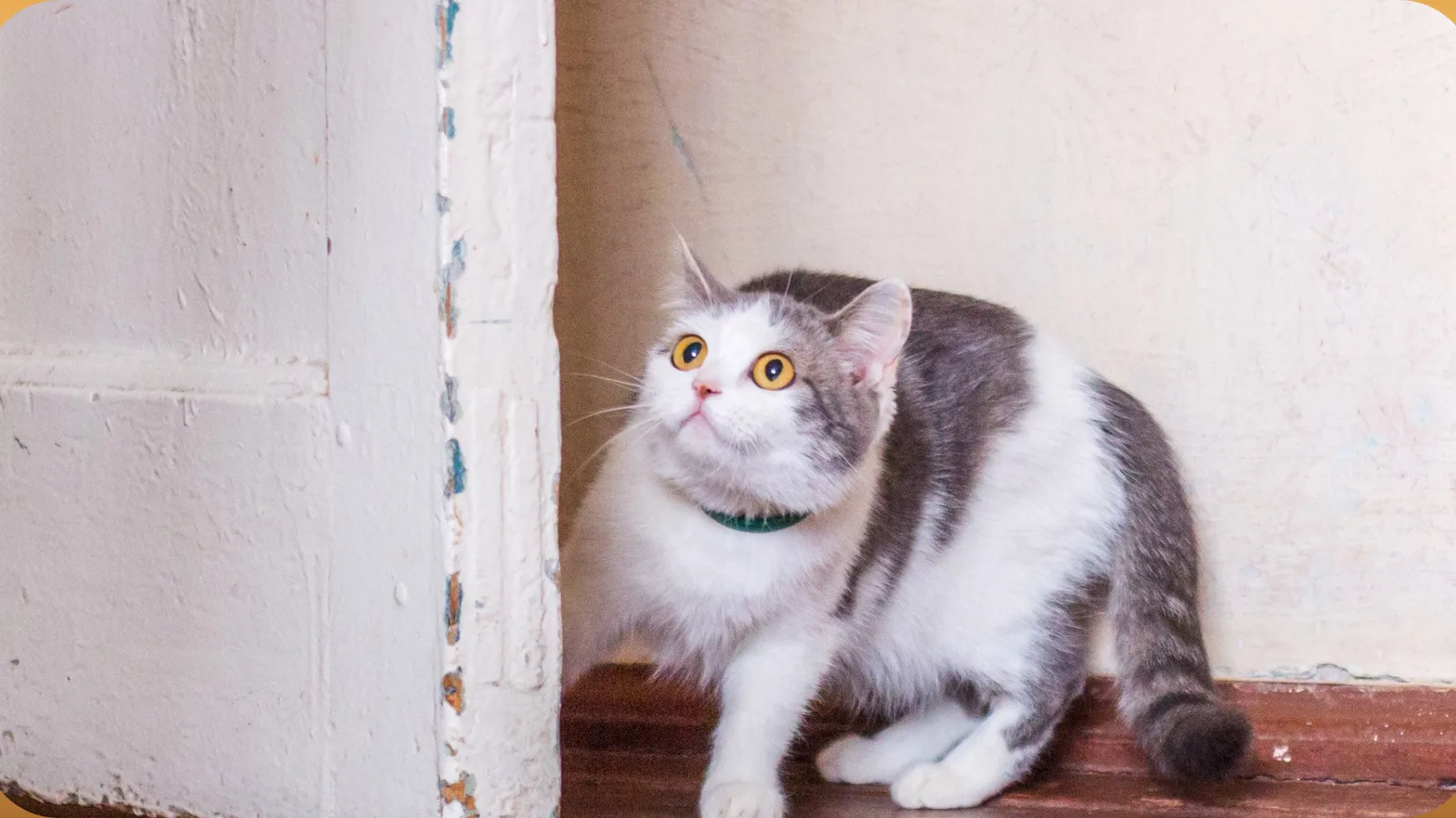 Graue und weiße Katze mit gelben Augen versteckt sich hinter weißem Pfosten