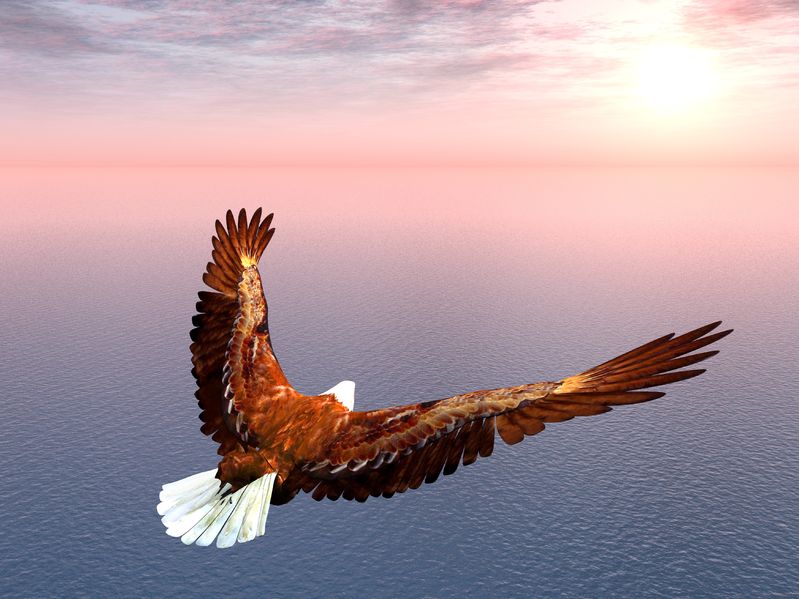 Adler mit braunem und goldenem Gefieder fliegt über Wasser bei Sonnenuntergang
