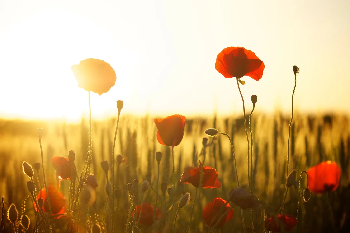 Rote Mohnblüten im Getreidefeld bei goldener Stunde, Natur und Licht