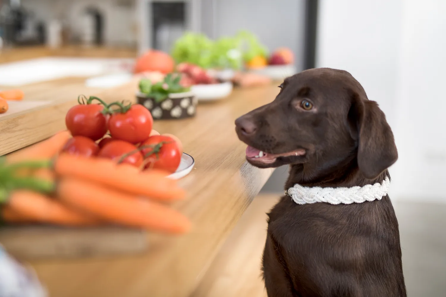 Ausbildung zum Hundeernährungsberater von Paulina Adamczyk 4 Brauner Hund sitzt an Holztisch mit frischem Gemüse und Tomaten