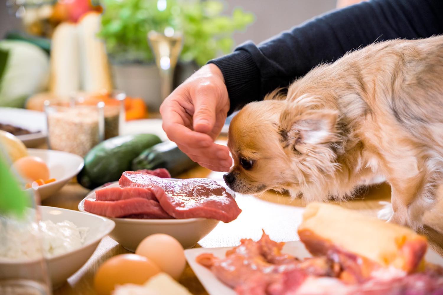 Ausbildung zum Hundeernährungsberater von Paulina Adamczyk 9 Kleine Hund erhält Fleischstück von Hand mit Lebensmitteln im Hintergrund