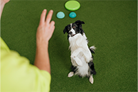 Hund schaut auf bunte Trainings-Token in der Hand eines Trainers auf grünem Kunstrasen