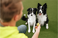 Trainer in Neongelb mit schwarzweißem Hund, Belohnungstraining auf grünem Rasen