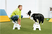 Trainer in Neongelb mit zwei schwarzweißen Hunden beim Trainieren auf Kunstoffplattformen